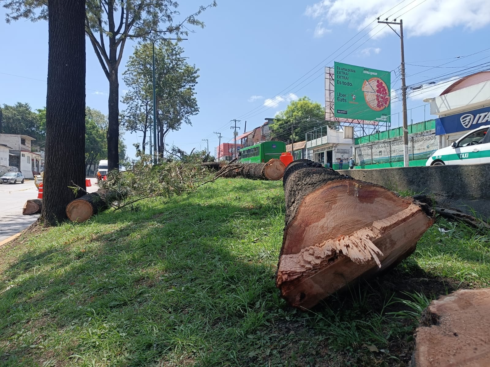 Por la construcción de una versión económica del Paso Superior Vehicular, en Xalapa, Veracruz, se realiza un ecocidio: La tala de 64 árboles