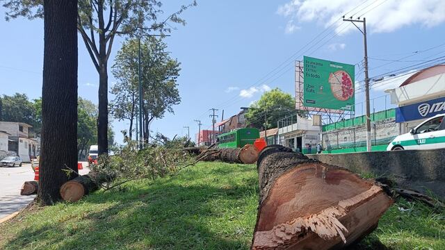 Por la construcción de una versión económica del Paso Superior Vehicular, en Xalapa, Veracruz, se realiza un ecocidio: La tala de 64 árboles