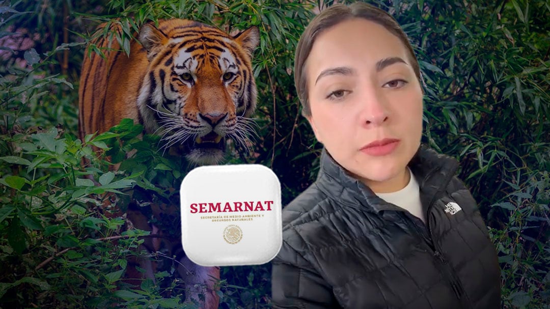 Alerta en Tepetlaoxtoc: tigre escapa de centro de resguardo de Semarnat