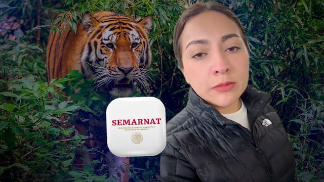 Tigre escapa de centro de resguardo de Semarnat en Tepetlaoxtoc