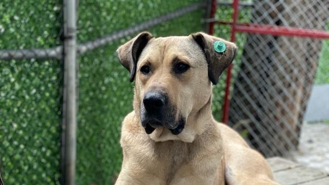 Boji, perrito que recorre Estambul