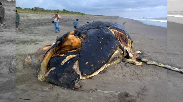 Pescadores de Chiapas encuentran a una ballena muerta en playa de Mapastepec