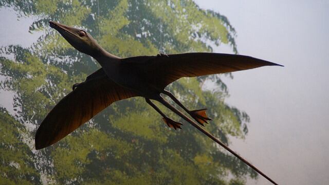 Pterosaurio