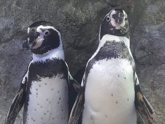 Acuario Mar de Cortés Mazatlán: Una pareja de pingüinos dio una gran sorpresa