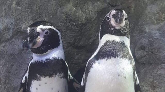 Acuario Mar de Cortés Mazatlán: Una pareja de pingüinos dio una gran sorpresa