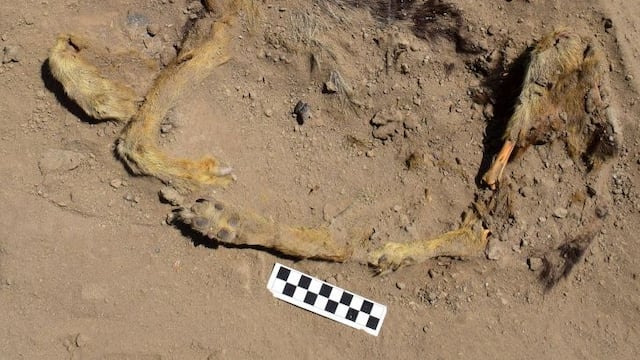 Encuentran el cadáver de un perro que vivió hace más de mil años.