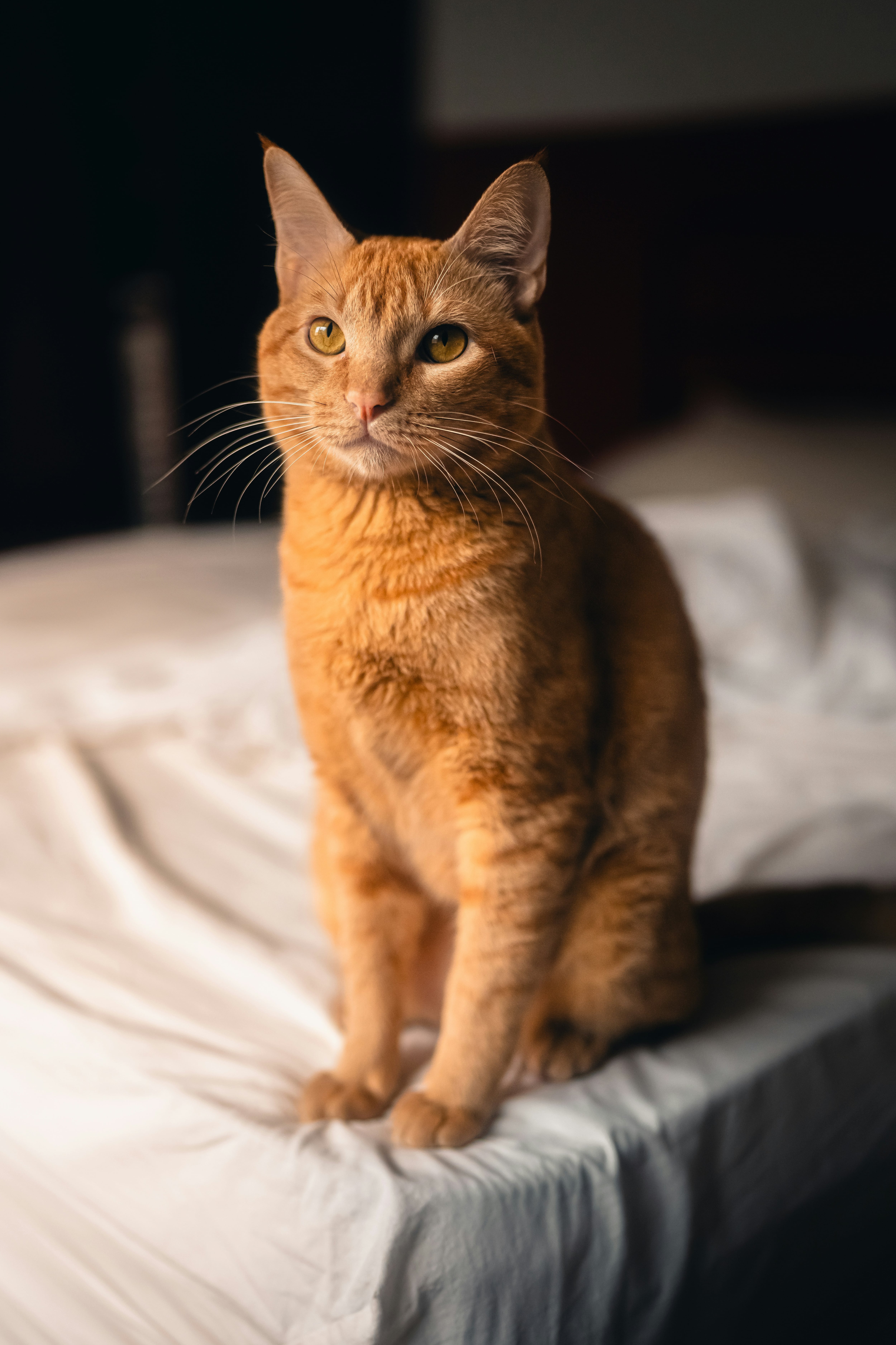 Gato naranja