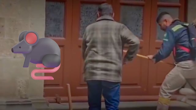 Una rata en Palacio Nacional: esto se sabe de su captura