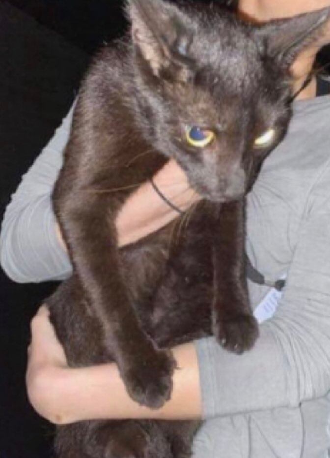 'Binx'