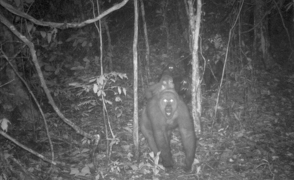 Gorilas del río Cross
