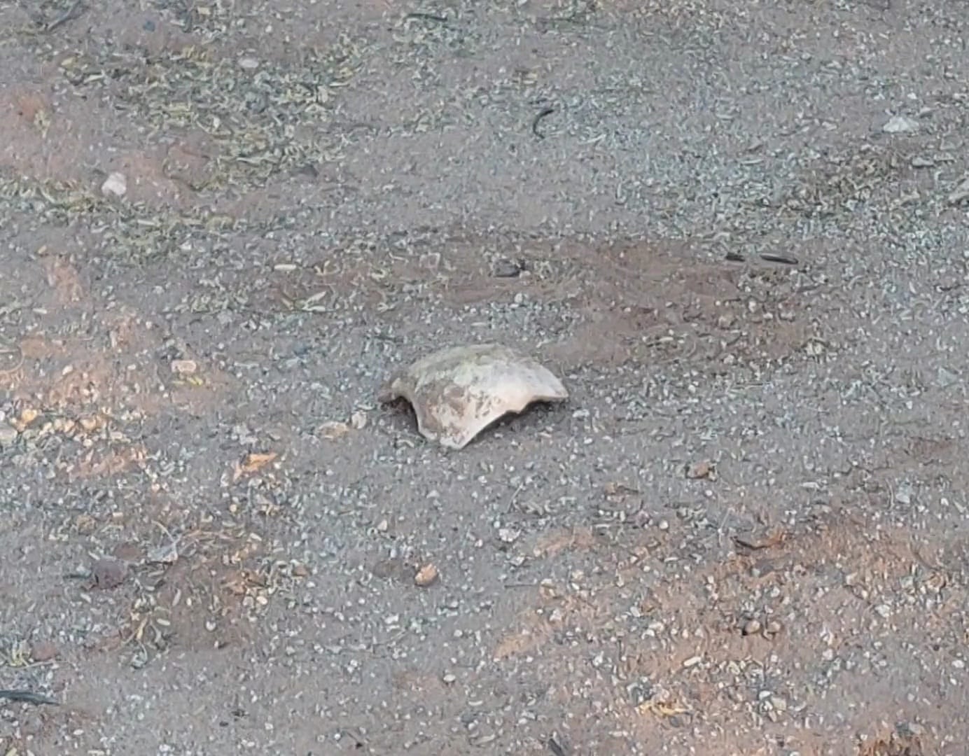 Fragmento de cráneo hallado por las Madres Buscadoras de Sonora