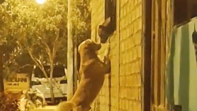 Escena de amor de los perritos