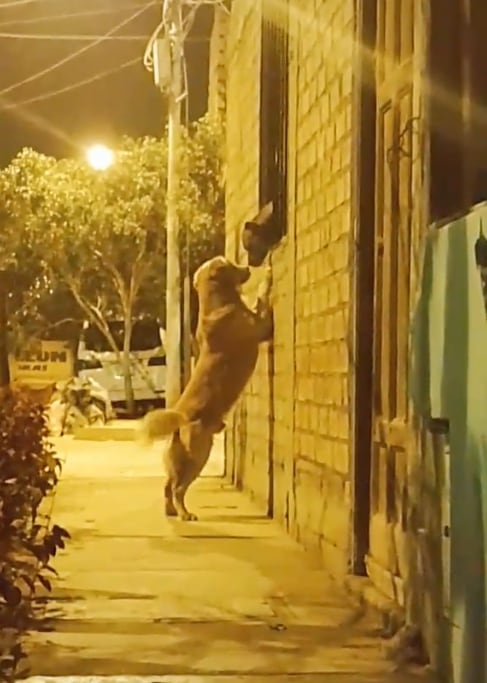 Escena de amor de los perritos