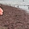 Miles de lombrices de mar con forma de pene invaden una playa
