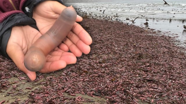 Lombrices con forma de pene invaden playa.