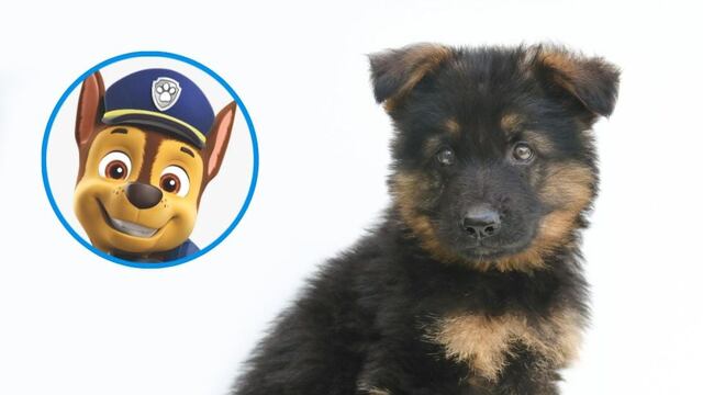 ¿Cómo cuidar y alimentar a un pastor alemán cachorro como Chase de Paw Patrol?
