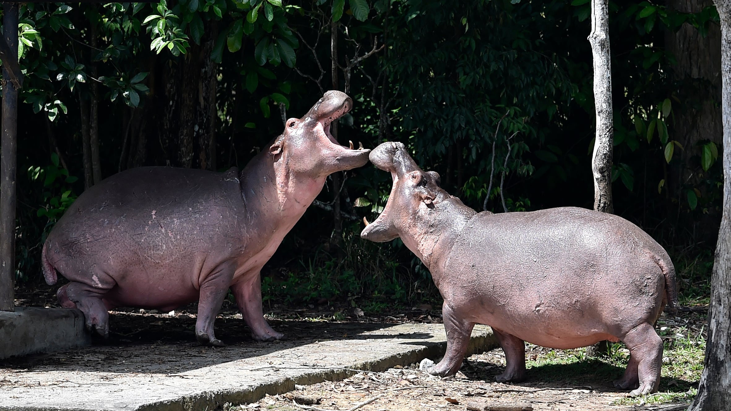 Hipopótamos de Escobar: Colombia planea sacrificarlos tras fallar reubicación