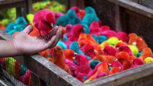 La venta de animales como los pollitos pintados de colores está prohibida.