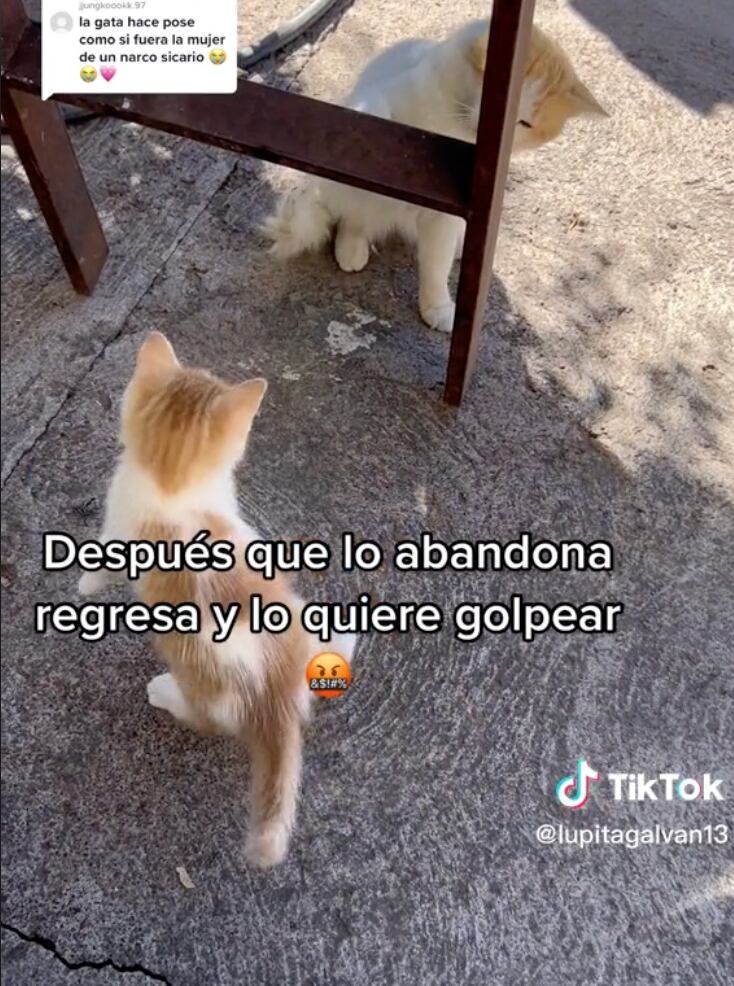 Perro que adoptó un gato
