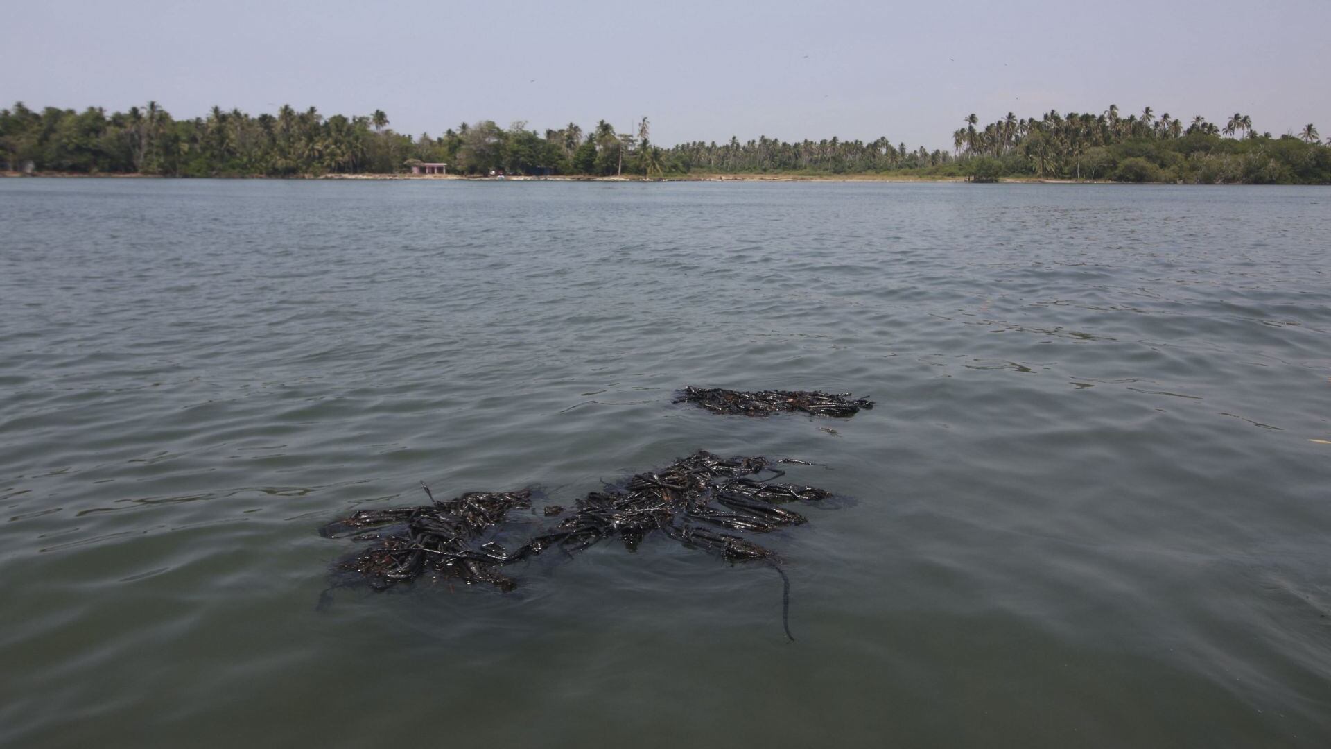 Laguna de Mecoacán vive tragedia por derrame de Pemex en Paraíso, Tabasco