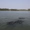 Laguna de Mecoacán vive tragedia por derrame de Pemex en Paraíso, Tabasco