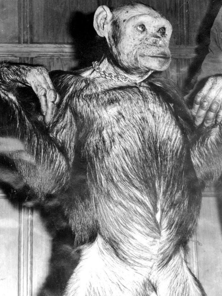 ¿Quién es Oliver? El supuesto eslabón perdido entre el hombre y el mono