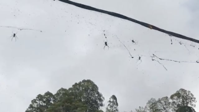 Arañas invaden las calles de Indonesia