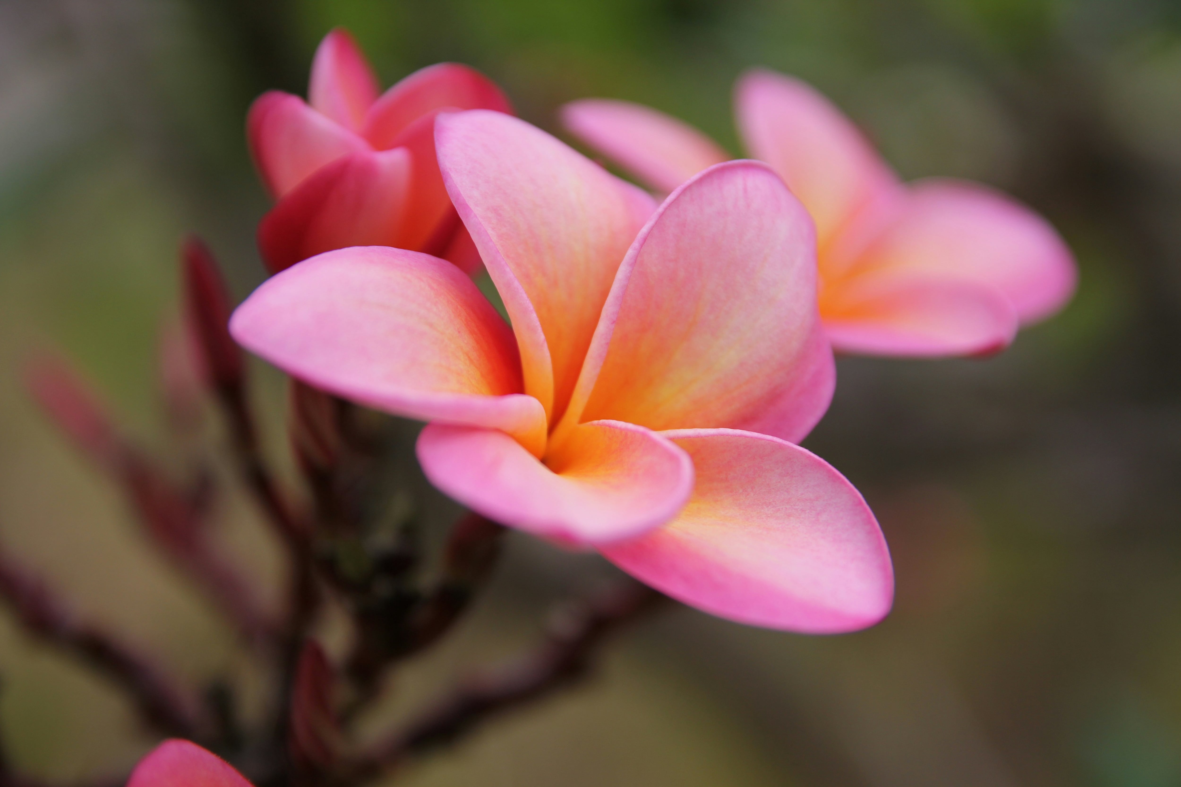 Flor de mayo o Plumeria Rubra