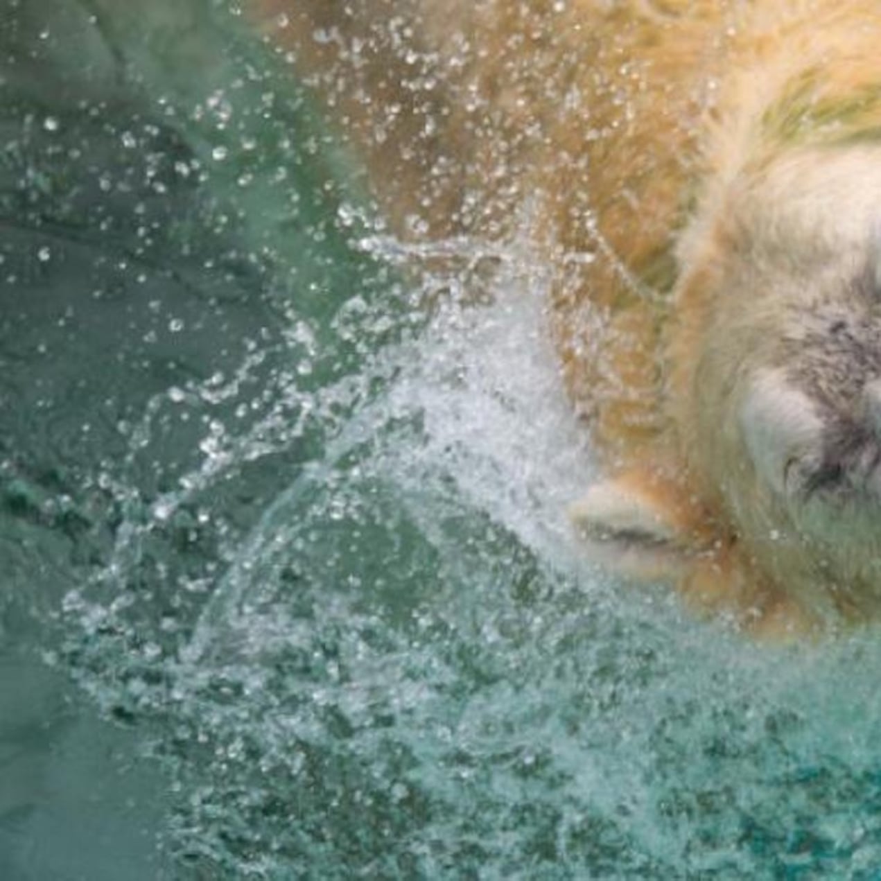 La triste razón por la que este oso polar tendría que ser sacrificado