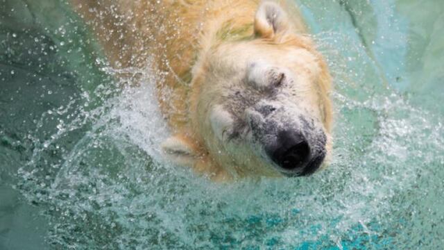 Oso polar en zoológico de Singapur