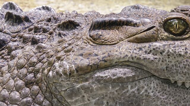 El Garjaina es un antepasado directo de los dinosaurios