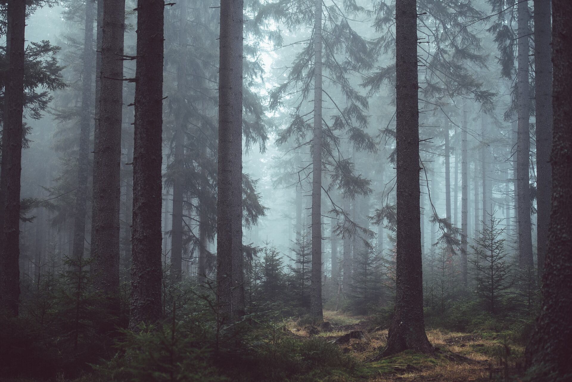 Bosque