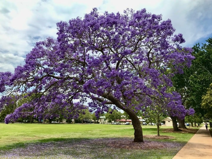 ¿Cuándo florece el árbol de jacaranda? En 2023 fue antes de la primavera y esto es una alerta sobre el cambio climático