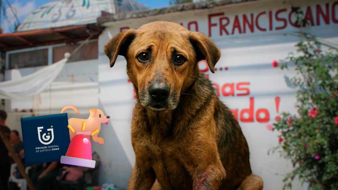 Fiscalía de la CDMX documenta maltrato animal en el Refugio Franciscano