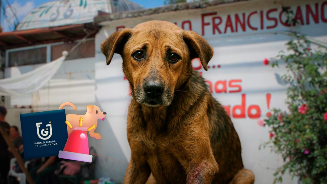 Fiscalía de la CDMX documenta maltrato animal en el Refugio Franciscano