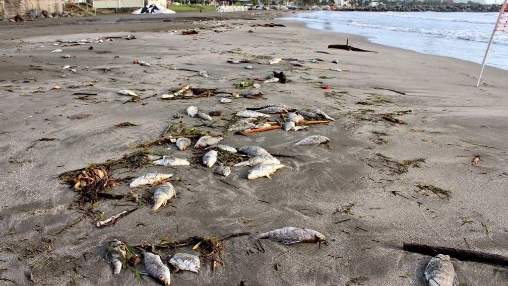 Hallan muertos decenas de peces en Boca del Río