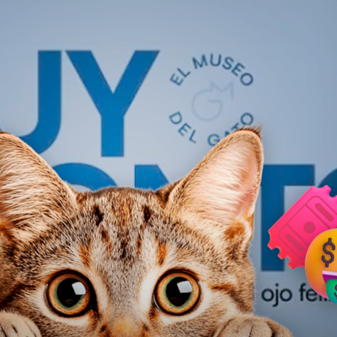 Museo del Gato en CDMX: precios de boletos, horarios y dónde está
