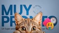 Museo del Gato en CDMX: precios de boletos, horarios y dónde está