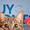 Museo del Gato en CDMX: precios de boletos, horarios y dónde está