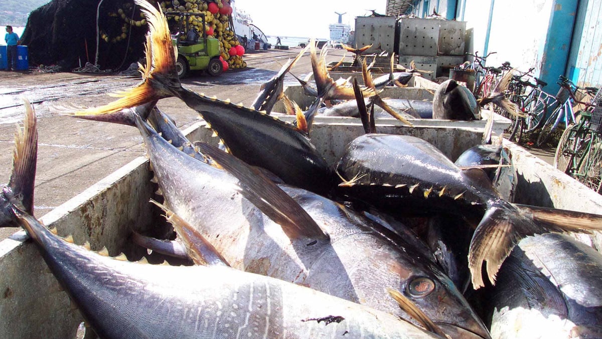 La pesca es una de las actividades económicas que contribuyen en el PIB.