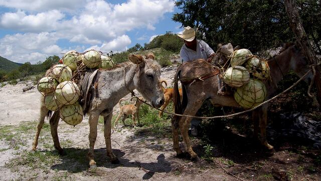 Mezcal en Oaxaca. Peligro de Extinción.