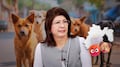 Sacrificio de perros en Tecámac: alistan protesta contra Mariela Gutiérrez en el Senado