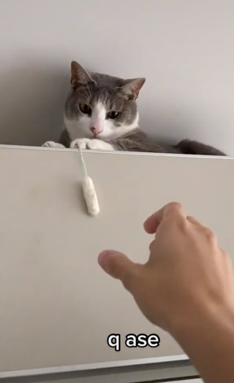 Gatito elige un tampón para jugar