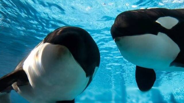 PETA y SeaWorld