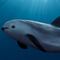 México analiza ya no proteger a la vaquita marina por la pesca de totoaba