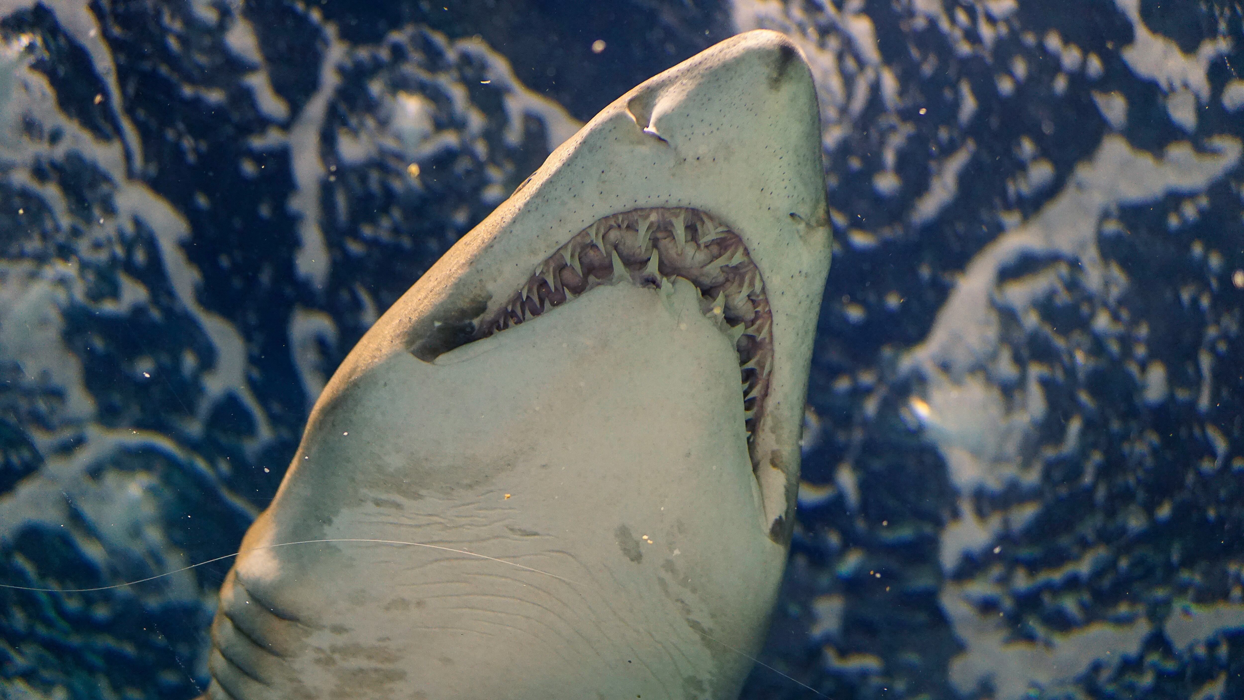 ¿Qué comía un megalodón? No podrás creer la dieta del tiburón prehistórico y extinto