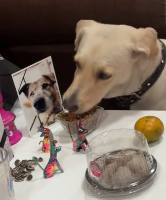 Perro robándose las croquetas de una ofrenda