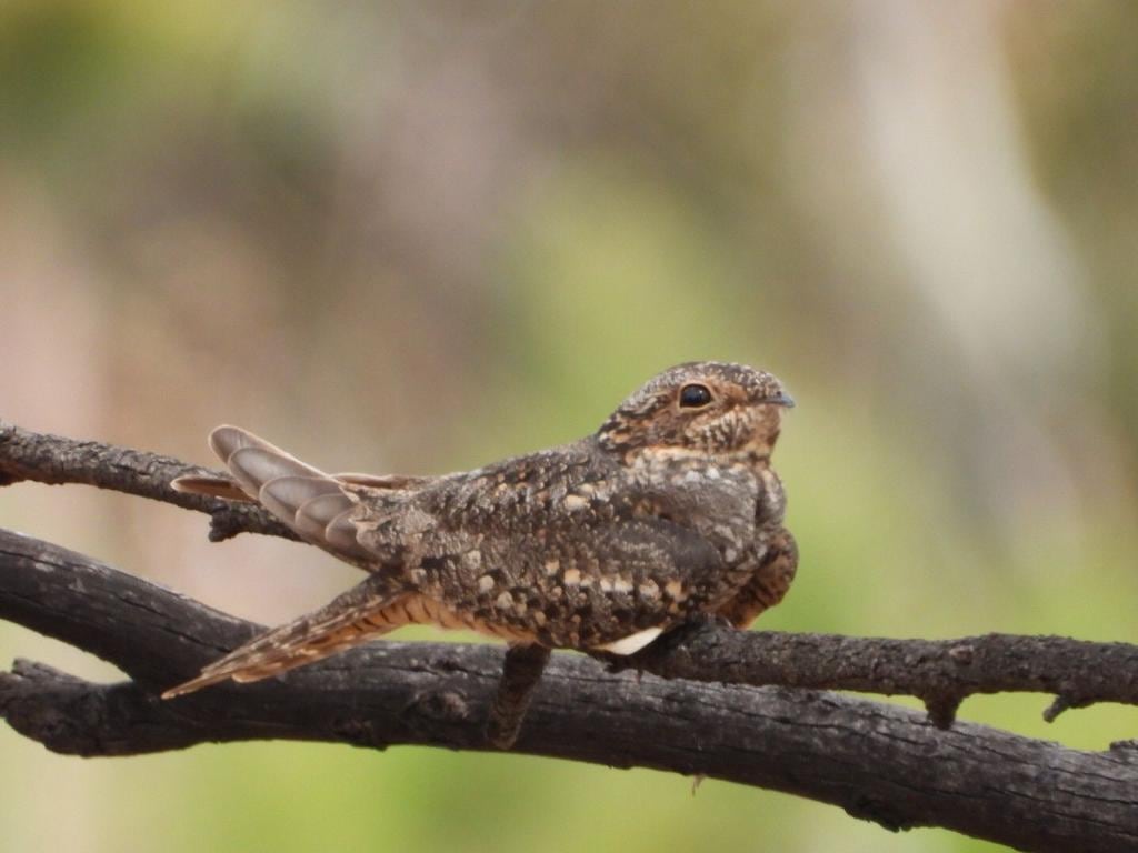Puebla protege 859 hectáreas más en “Flor del Bosque”
