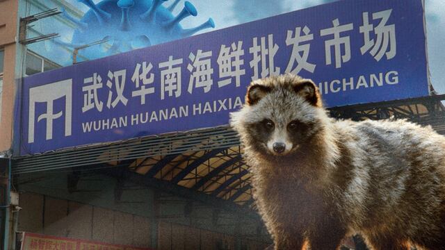 Perro mapache y el Covid-19