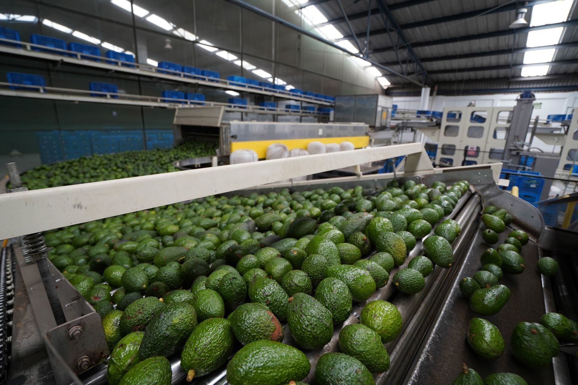 Producción de aguacate en Michoacán